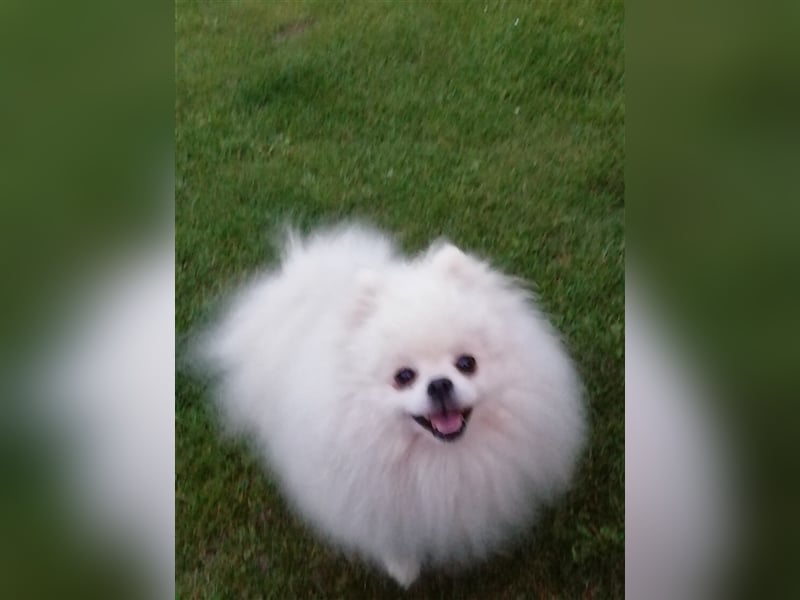 Deckrüde Pomeranian Zwergspitz