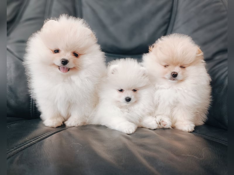 Pomeranian Spitz