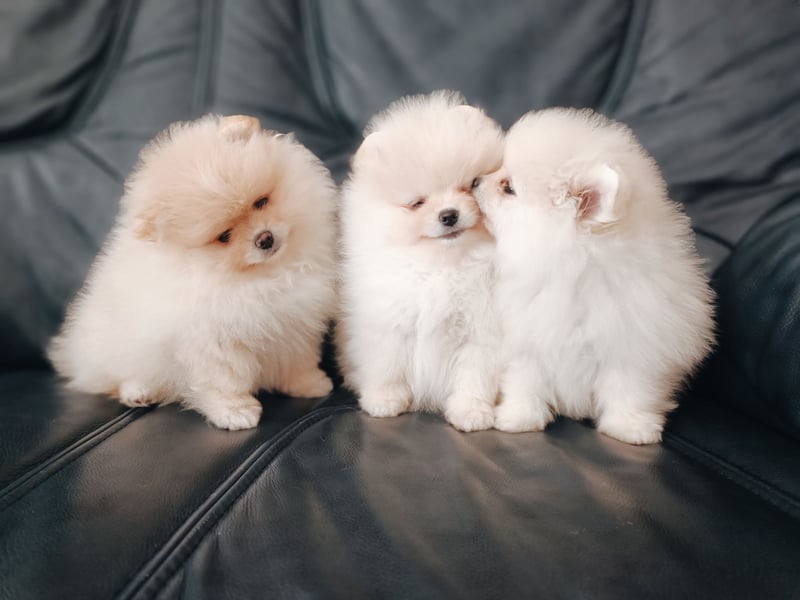 Pomeranian Spitz