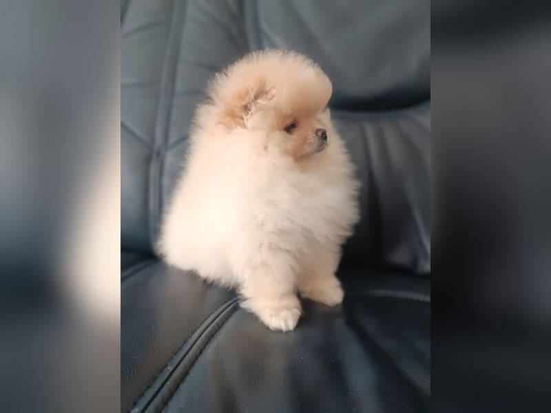 Pomeranian Spitz