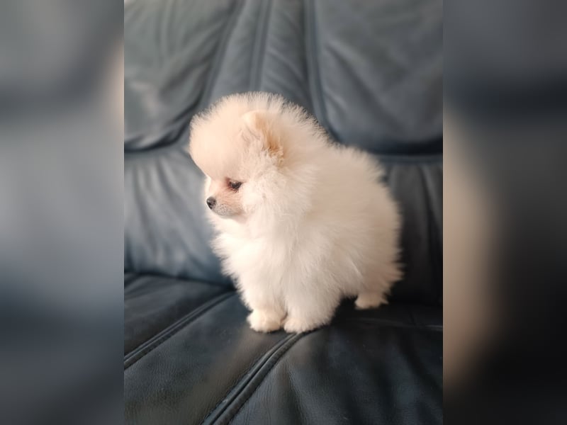 Pomeranian Spitz