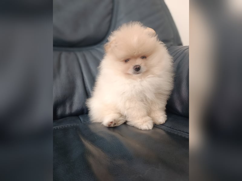 Pomeranian Spitz