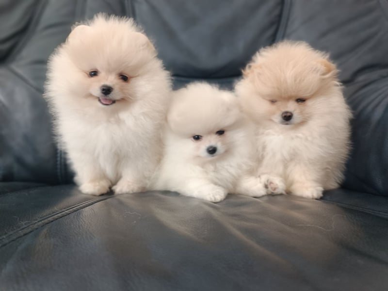 Pomeranian Spitz