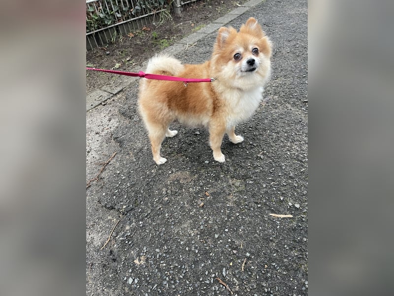 4 Rüden von Pomeranian Zwergspitz Welpen