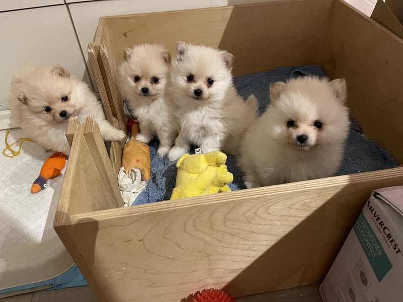 4 Rüden von Pomeranian Zwergspitz Welpen