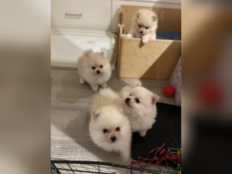 4 Rüden von Pomeranian Zwergspitz Welpen