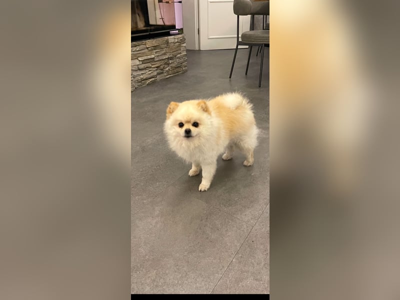 4 Rüden von Pomeranian Zwergspitz Welpen