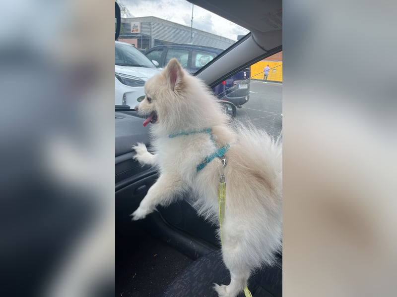 Pomeranian Spitz Rüde