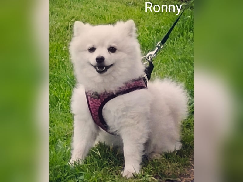 Ronny sucht versierte/n Trainingspartner/in
