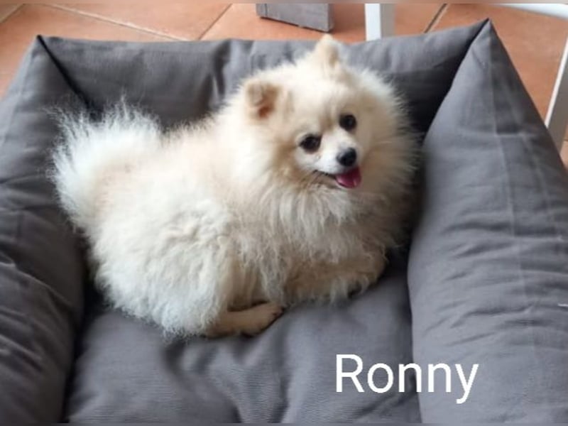 Ronny sucht versierte/n Trainingspartner/in