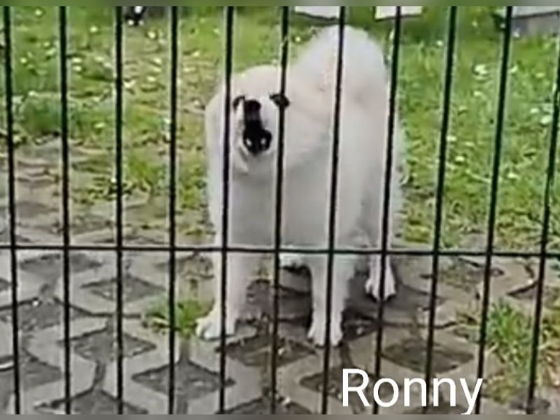 Ronny sucht versierte/n Trainingspartner/in
