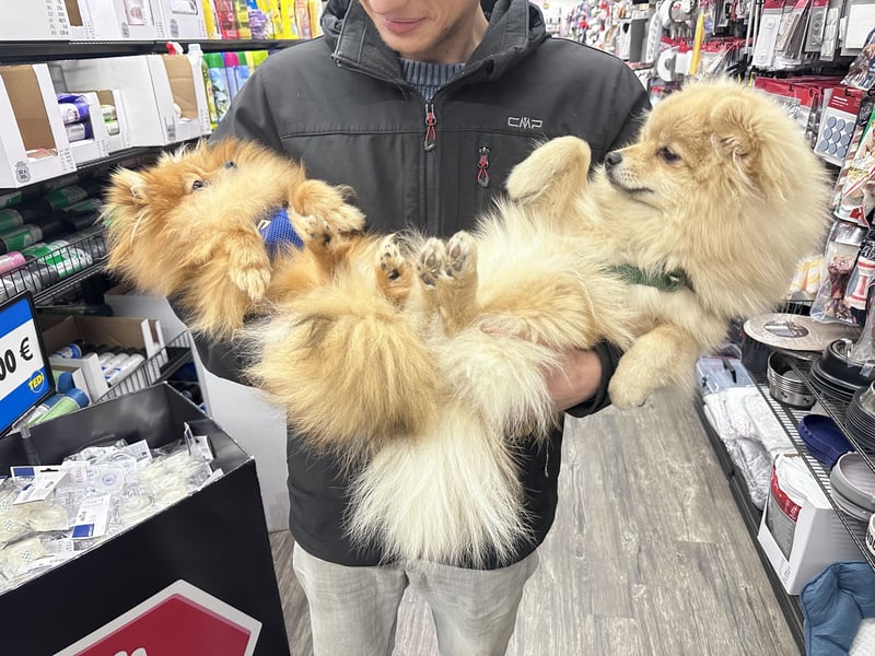 Pomeranian Zwergspitz Deckrüde