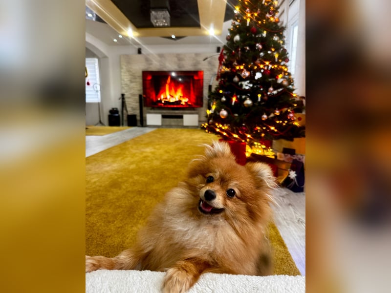 Pomeranian Zwergspitz Deckrüde