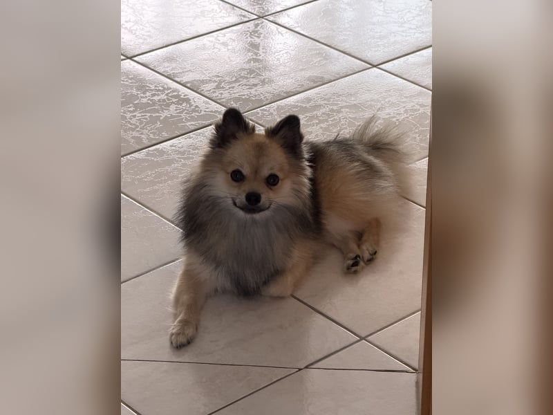 Liebevoller Pomeranian-Chihuahua-Mix Rüde sucht ein neues Zuhause