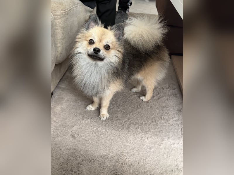 Liebevoller Pomeranian-Chihuahua-Mix Rüde sucht ein neues Zuhause