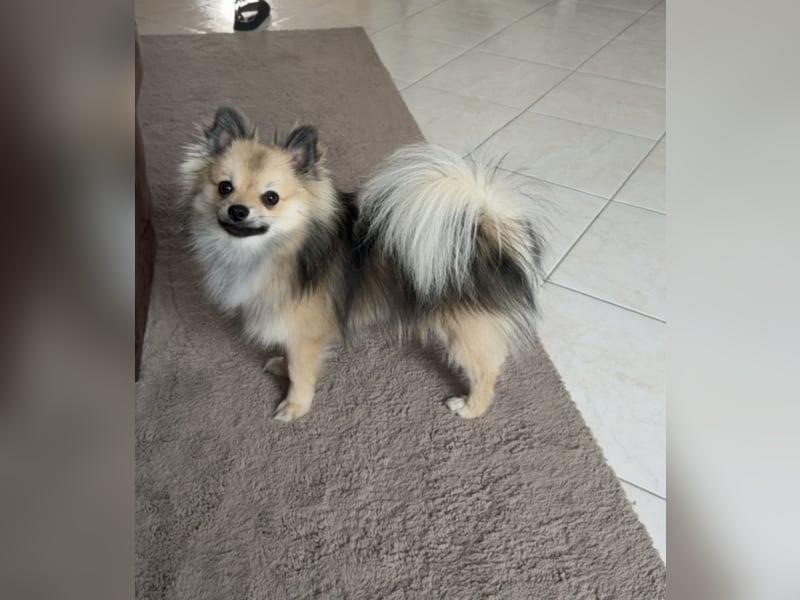 Liebevoller Pomeranian-Chihuahua-Mix Rüde sucht ein neues Zuhause