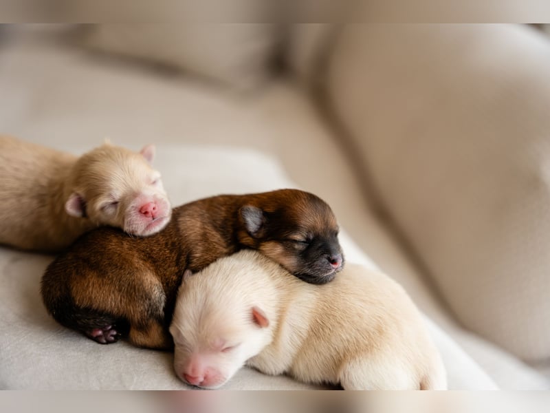 Wunderschöne reinrassige Zwergspitz Pomeranian Welpen Weibchen & Rüde - an Muttertag geboren