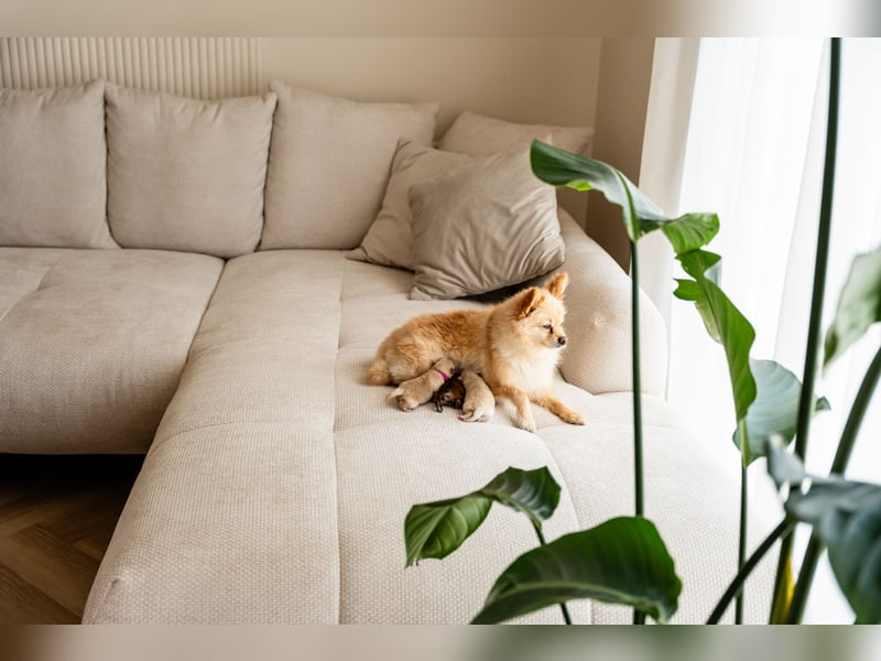 Wunderschöne reinrassige Zwergspitz Pomeranian Welpen Weibchen & Rüde - an Muttertag geboren
