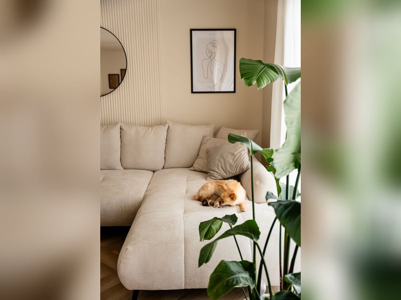 Wunderschöne reinrassige Zwergspitz Pomeranian Welpen Weibchen & Rüde - an Muttertag geboren