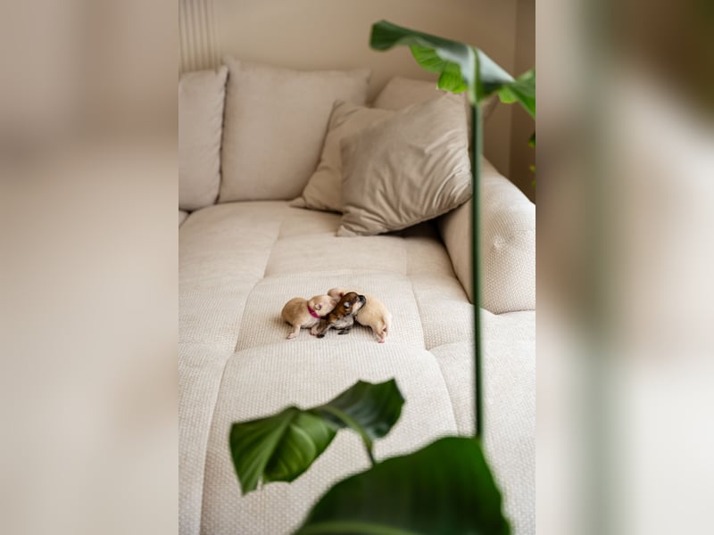 Wunderschöne reinrassige Zwergspitz Pomeranian Welpen Weibchen & Rüde - an Muttertag geboren