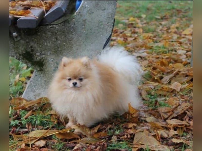Wunderschöne reinrassige Zwergspitz Pomeranian Welpen Weibchen & Rüde - an Muttertag geboren