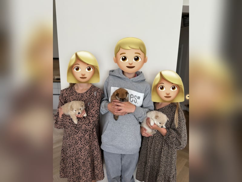 Wunderschöne reinrassige Zwergspitz Pomeranian Welpen Weibchen & Rüde - an Muttertag geboren