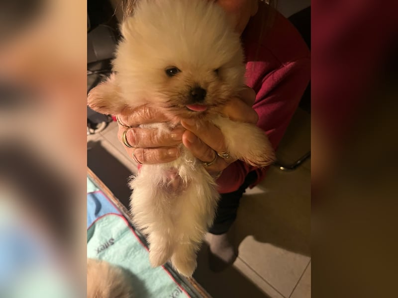 Zwergspitz Pomeranian Welpe ( 1W+1M)