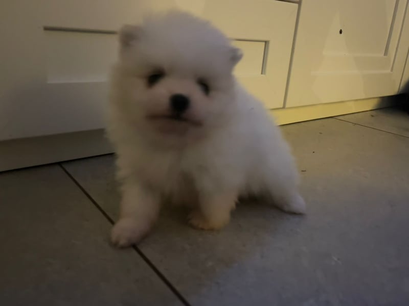 Zwergspitz Pomeranian Welpe ( 1W+1M)