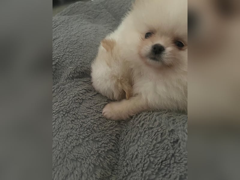 Zwergspitz Pomeranian Welpe ( 1W+1M)