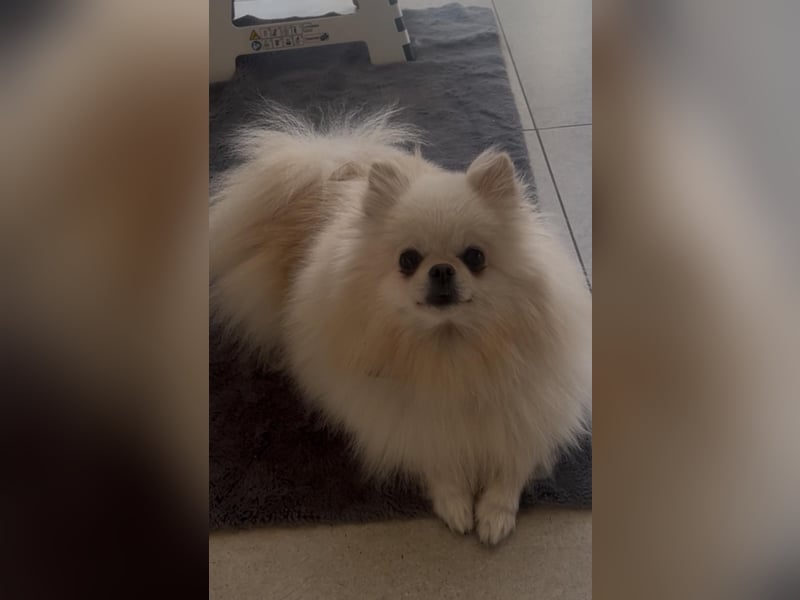 Zwergspitz Pomeranian Welpe ( 1W+1M)