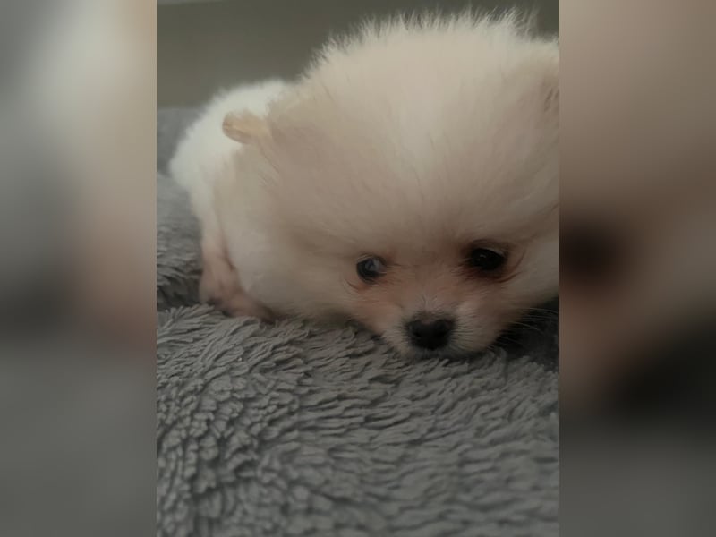 Zwergspitz Pomeranian Welpe ( 1W+1M)