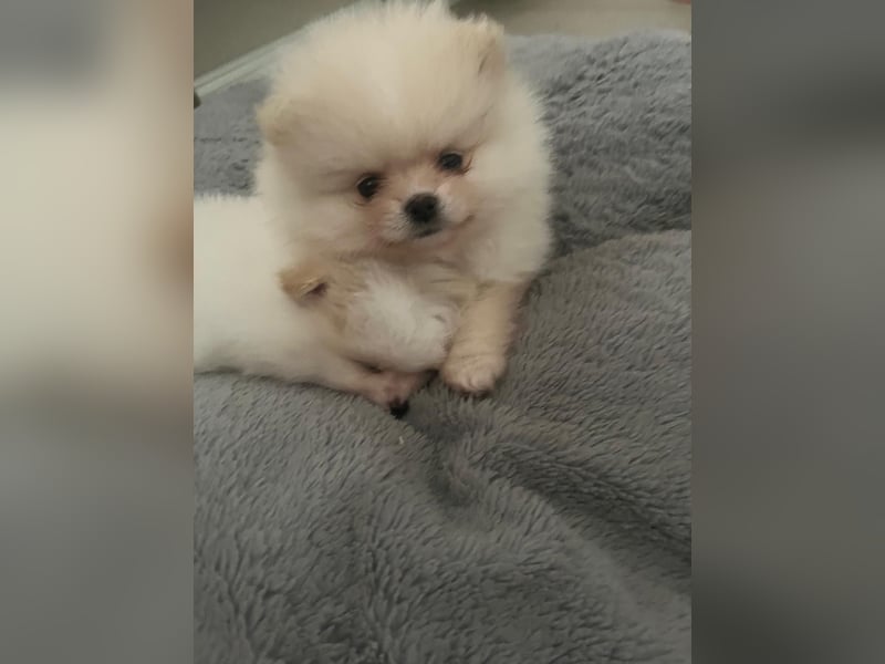 Zwergspitz Pomeranian Welpe ( 1W+1M)