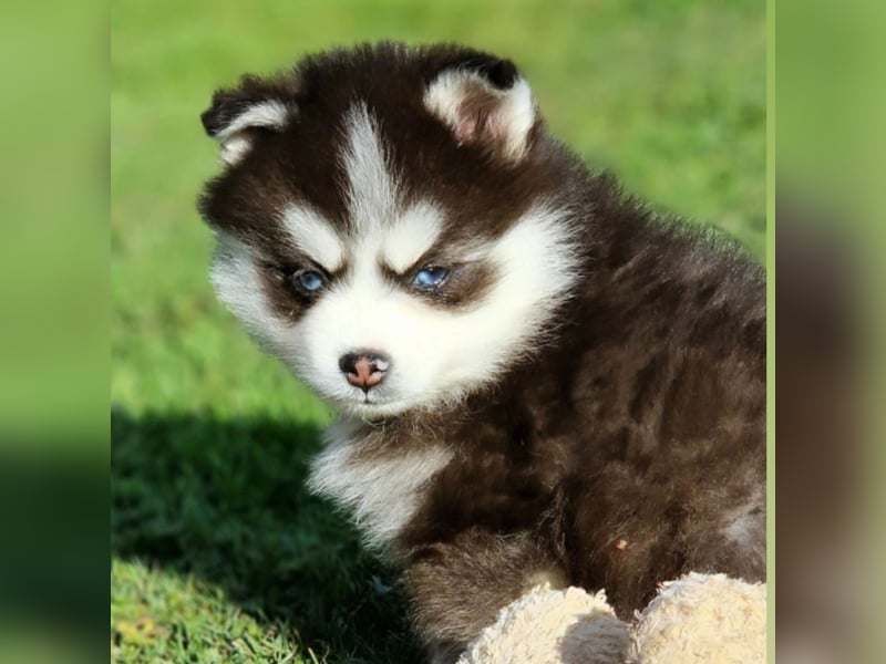 Pomsky Wolly TOY F3  DECKRÜDE