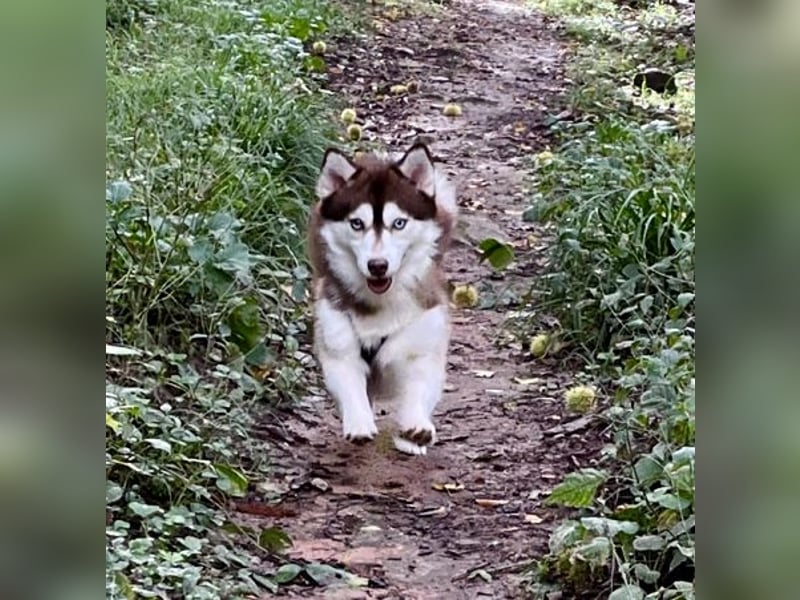 Pomsky F2b Deckrüde Schokofarben mit Ahnentafel