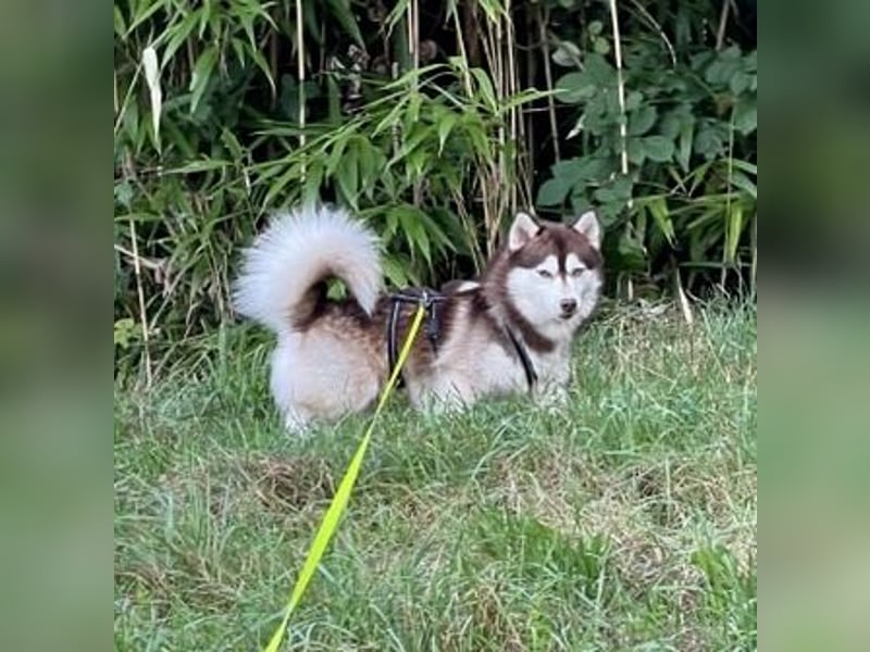 Pomsky F2b Deckrüde Schokofarben mit Ahnentafel