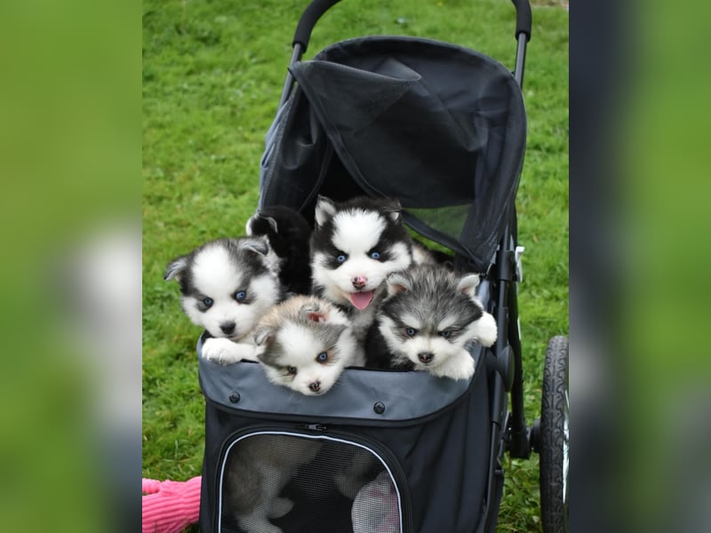 Pomsky-Welpen abzugeben