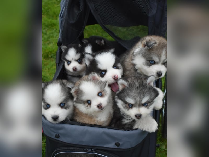 Pomsky-Welpen abzugeben