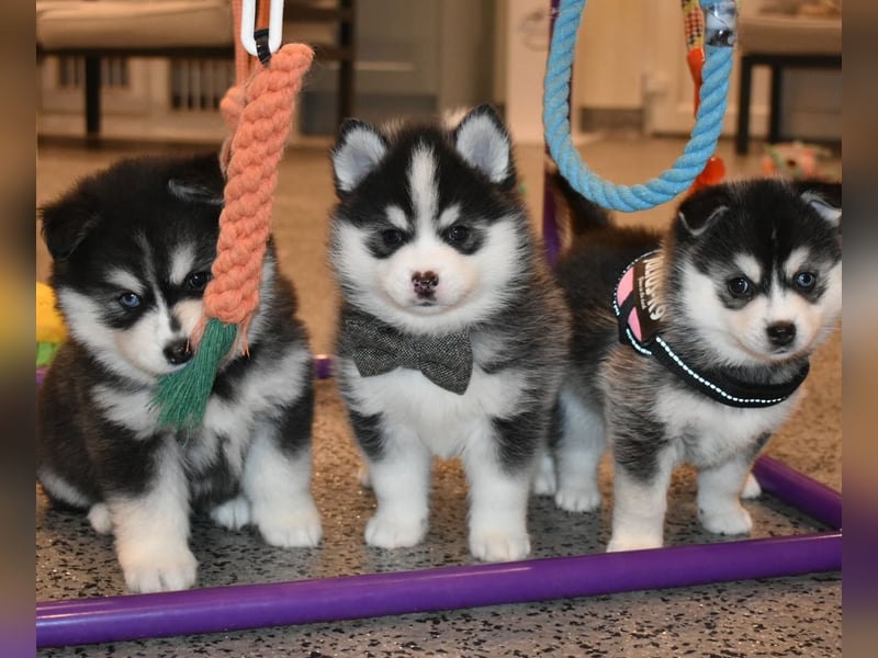 Pomsky-Welpen abzugeben