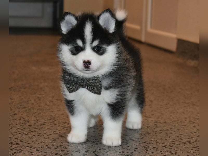 Pomsky-Welpen abzugeben
