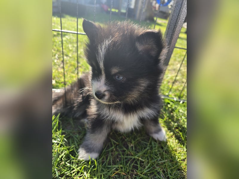 Zauberhafte Pomsky Welpen suchen ihr neues Zuhause! (ab 22.05.2025)