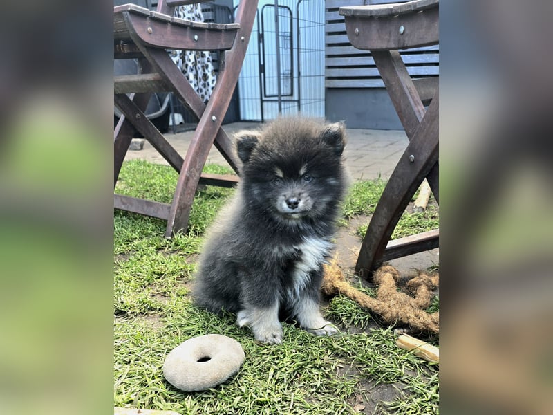 Zauberhafte Pomsky Welpen suchen ihr neues Zuhause! (ab 22.05.2025)