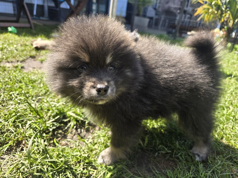 Zauberhafte Pomsky Welpen suchen ihr neues Zuhause! (ab 22.05.2025)