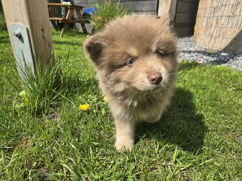 Zauberhafte Pomsky Welpen suchen ihr neues Zuhause! (ab 22.05.2025)
