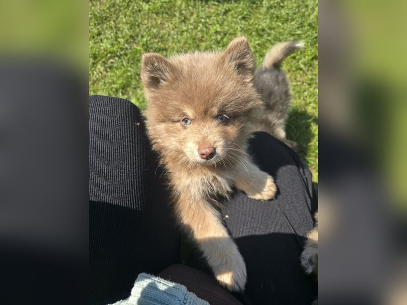 Zauberhafte Pomsky Welpen suchen ihr neues Zuhause! (ab 22.05.2025)