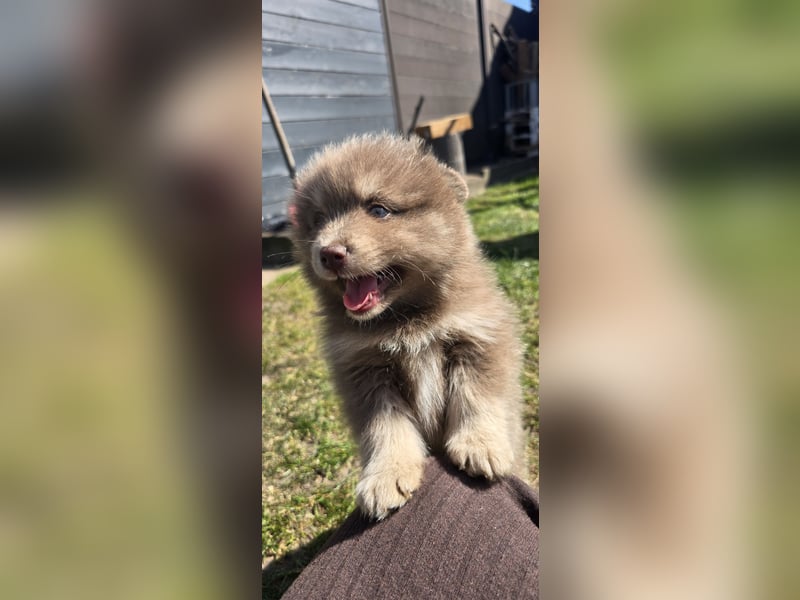 Zauberhafte Pomsky Welpen suchen ihr neues Zuhause! (ab 22.05.2025)