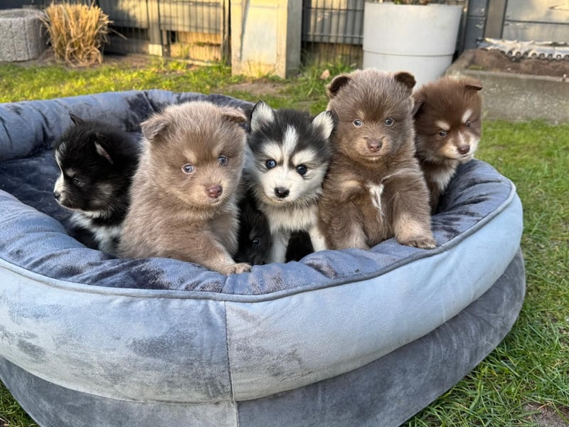 Zauberhafte Pomsky Welpen suchen ihr neues Zuhause! (ab 22.05.2025)