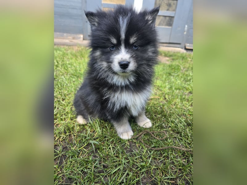 Zauberhafte Pomsky Welpen suchen ihr neues Zuhause! (ab 22.05.2025)