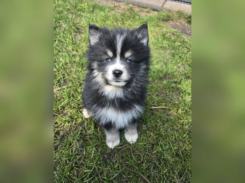 Zauberhafte Pomsky Welpen suchen ihr neues Zuhause! (ab 22.05.2025)