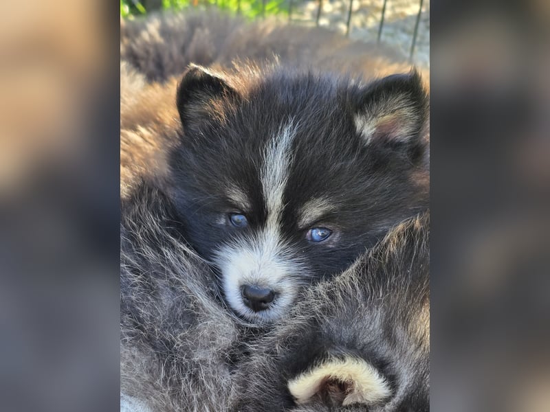 Zauberhafte Pomsky Welpen suchen ihr neues Zuhause! (ab 22.05.2025)