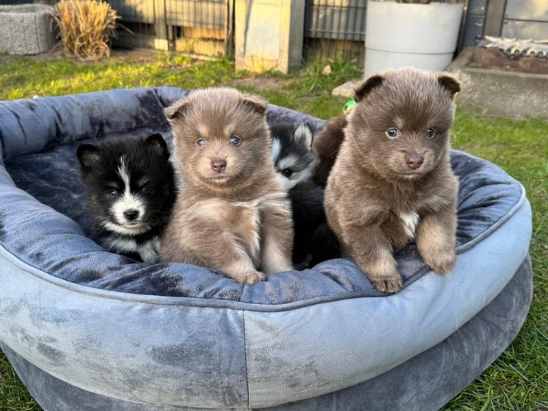 Zauberhafte Pomsky Welpen suchen ihr neues Zuhause! (ab 22.05.2025)